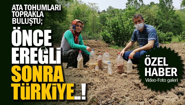 ATA TOHUMLARI TOPRAKLA BULUŞTU; ÖNCE EREĞLİ SONRA TÜRKİYE..!