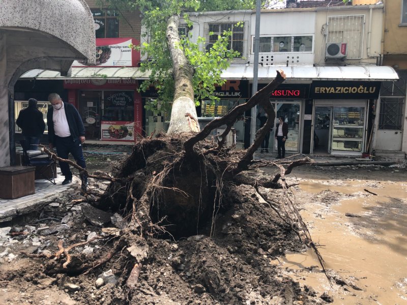 Çınar ağacı binanın üzerine yıkıldı - 2