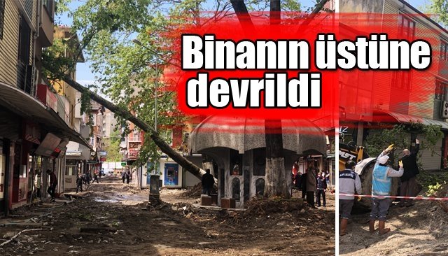 Çınar ağacı binanın üzerine yıkıldı