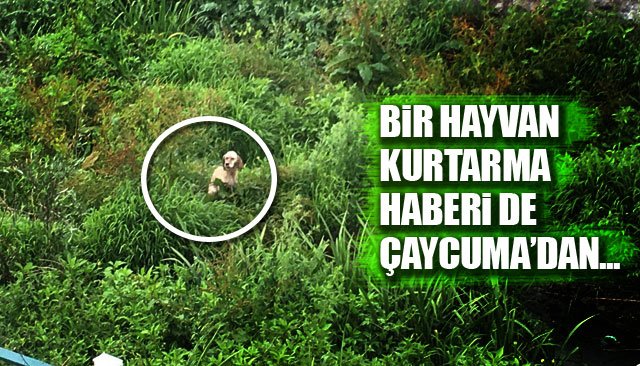 Dereye düşen köpek kurtarıldı