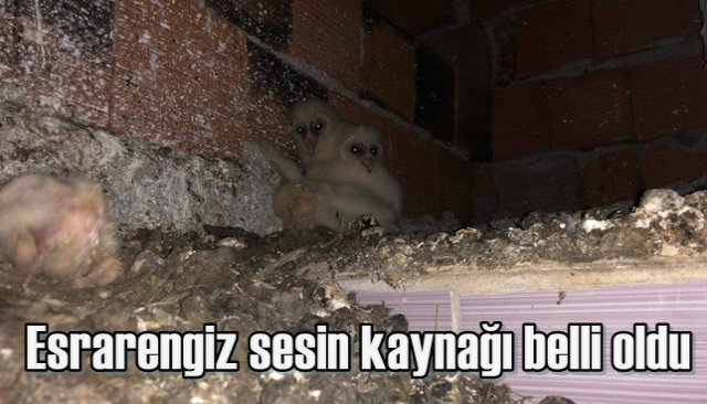 Esrarengiz sesin kaynağı belli oldu 