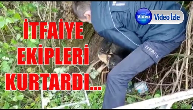 Kurtarılan köpek, itfaiye ekiplerinden ayrılmak istemedi