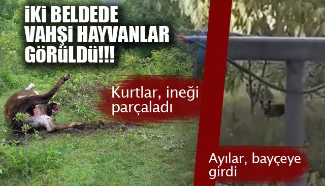  KURTLAR HAYVANLARA SALDIRDI… AYILAR BAHÇEYE GİRDİ..!