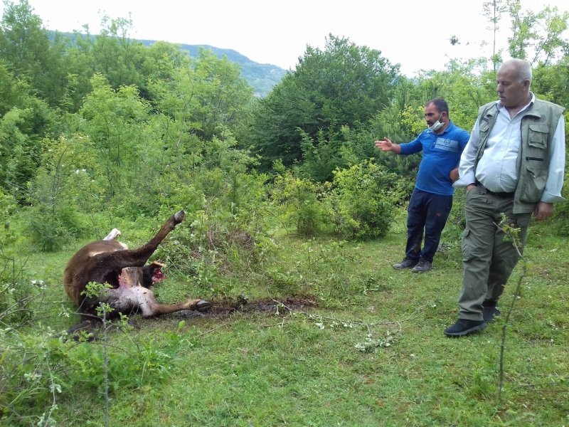  KURTLAR HAYVANLARA SALDIRDI… AYILAR BAHÇEYE GİRDİ..! - 3