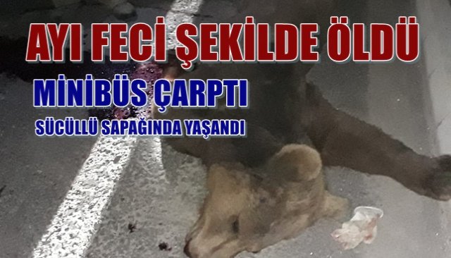  Minibüsün çarptığı ayı feci şekilde can verdi