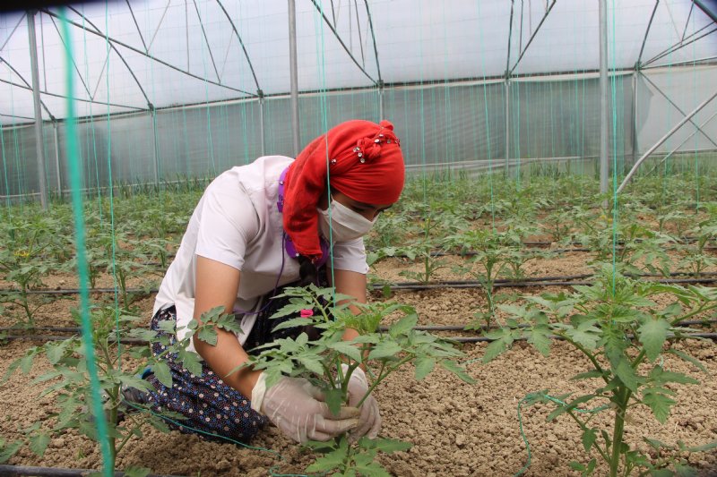 SERALARDA HER TÜRLÜ MEYVE VE SEBZE ÜRETİYORLAR - 4