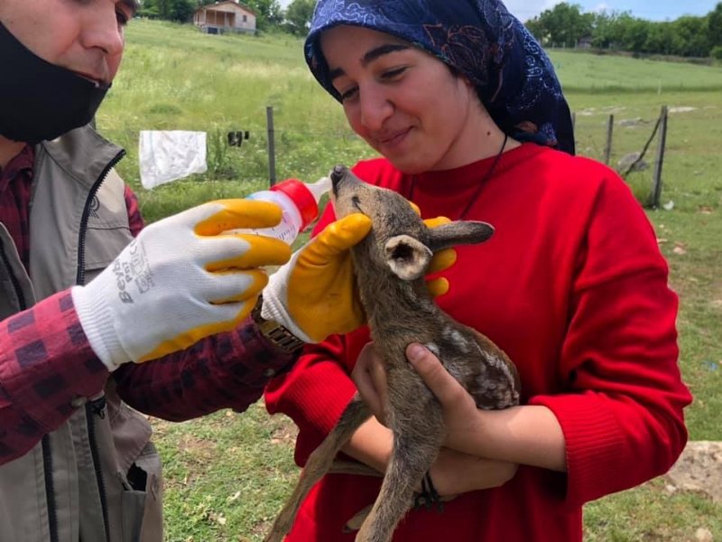 Yavru karaca, koruma altına alındı - 2