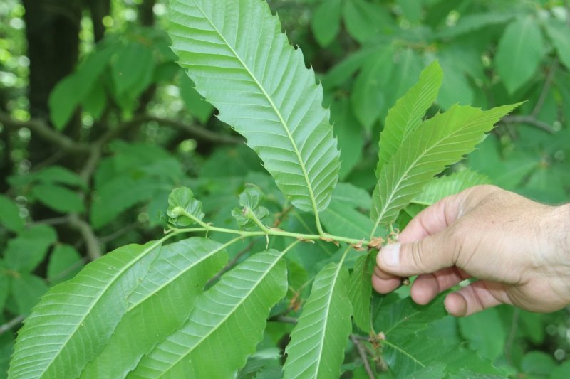 Zonguldak’ta da Kestane ağaçlarına zarar veren Gal Arısı görüldü…  OGM mücadele hazırlığında... - 1