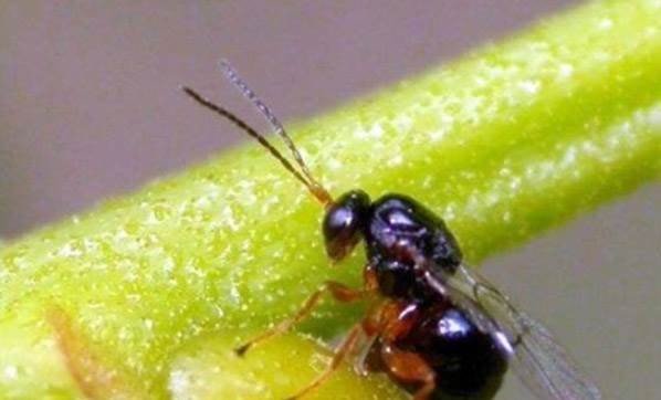 Zonguldak’ta da Kestane ağaçlarına zarar veren Gal Arısı görüldü… OGM mücadele hazırlığında... - 2