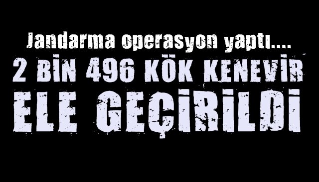 2 BİN 496 KÖK KENEVİR ELE GEÇİRİLDİ