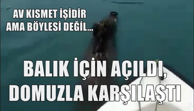  Balık için açıldığı denizde yüzen yaban domuzu ile karşılaştı