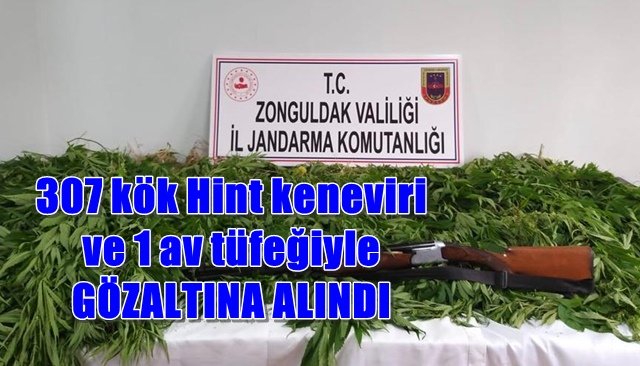 ÇAYCUMA´DA HİNT KENEVİRİ ELE GEÇİRİLDİ