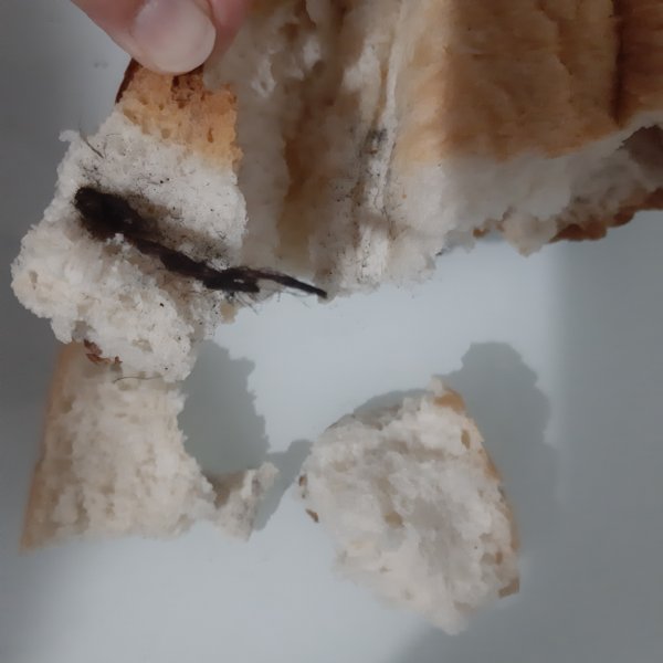 Ekmeğin içinden çıkanlar mide bulandırdı - 2