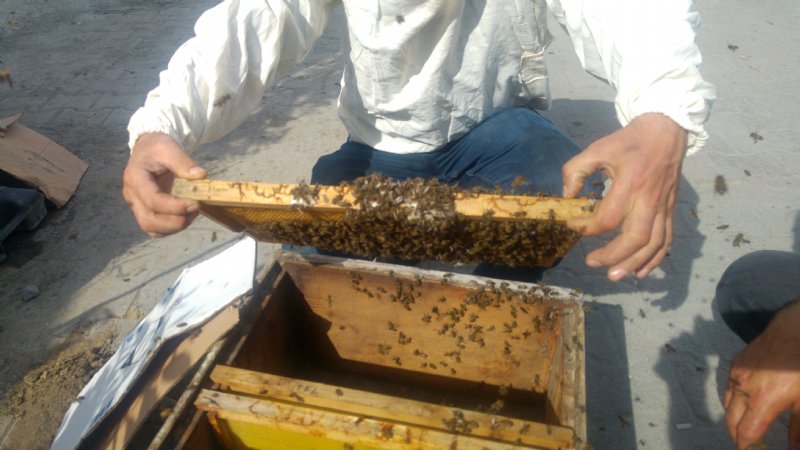 Firari arılar herkesi seferber etti - 5