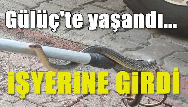 Gülüç´te işyerine yılan girdi...