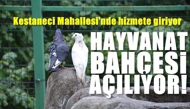 HAYVANAT BAHÇESİ AÇILIYOR