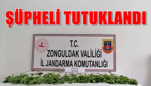  İzinsiz kenevir yetiştirtiriyordu...