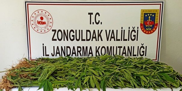 Jandarma yakaladı… Yine Kenevir! - 1