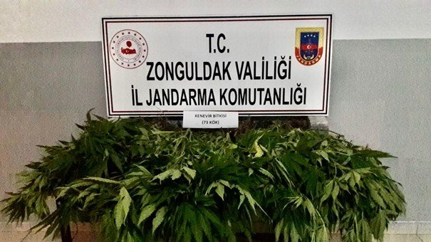 Jandarmadan iki kenevir operasyonu...  4 KİŞİ GÖZALTINDA... - 1