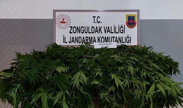 Jandarmadan iki kenevir operasyonu...  4 KİŞİ GÖZALTINDA... - 2