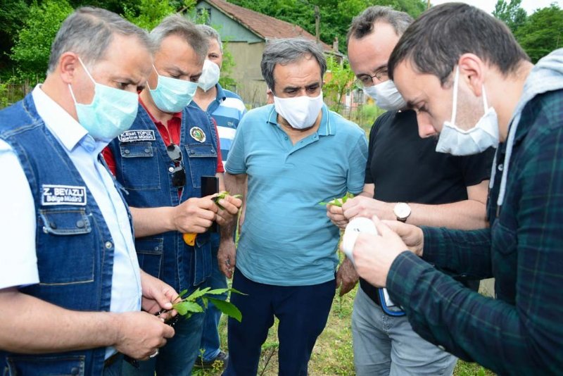 Kestane Gal Arısı ile mücadele  - 1