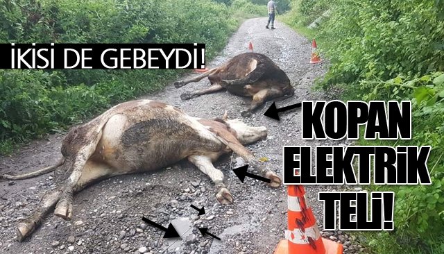 Kopan elektrik telleri iki ineği telef etti