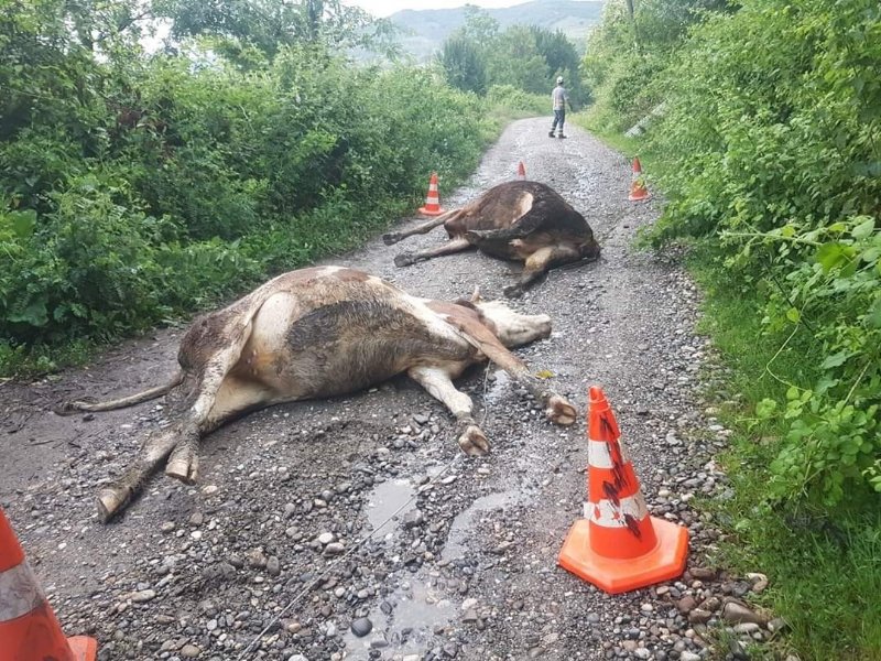 Kopan elektrik telleri iki ineği telef etti - 1