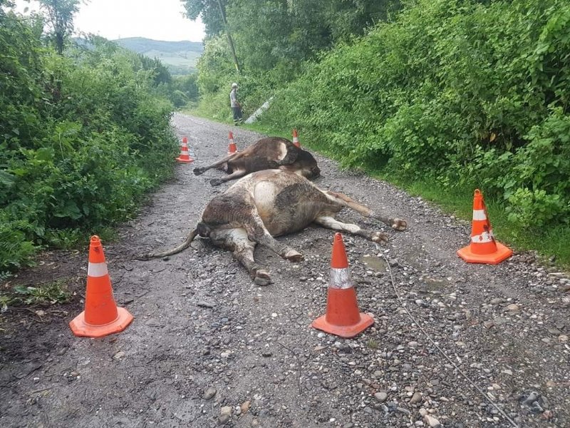 Kopan elektrik telleri iki ineği telef etti - 2