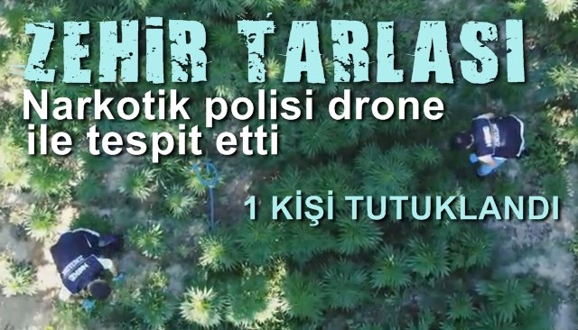 Narkotik polisi, zehir tarlasını drone ile tespit etti…