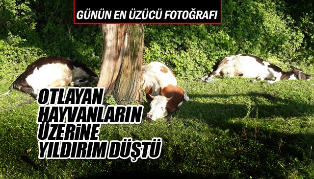 OTLAYAN HAYVANLARIN ÜZERİNE YILDIRIM DÜŞTÜ 