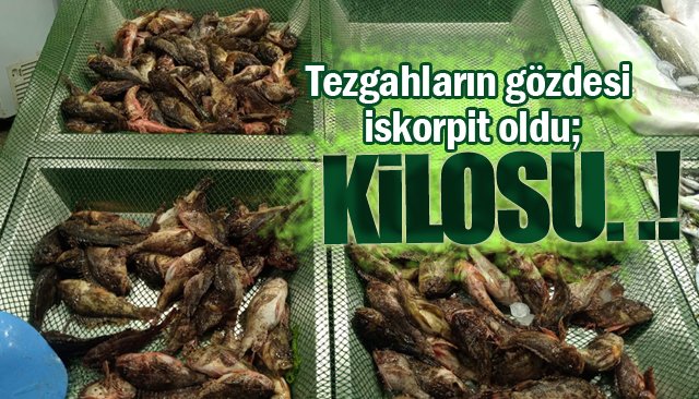 Tezgahların gözdesi iskorpit oldu