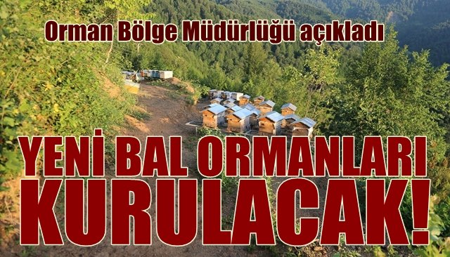 YENİ BAL ORMANLARI KURULACAK