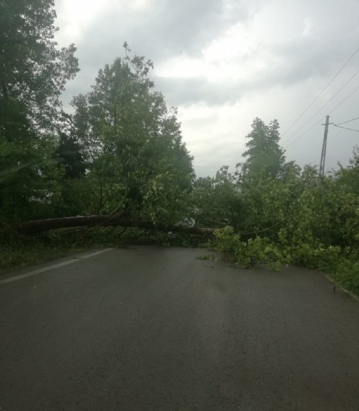 Yola devrilen ağaç köye giriş ve çıkışı kapattı - 1