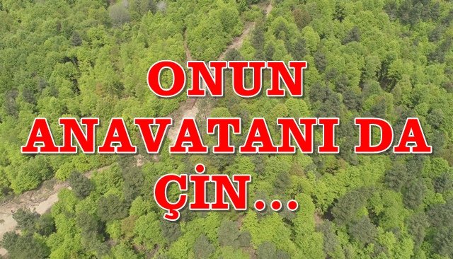 Zararlı Gal Arısı Zonguldak ve Bartın’da görüldü