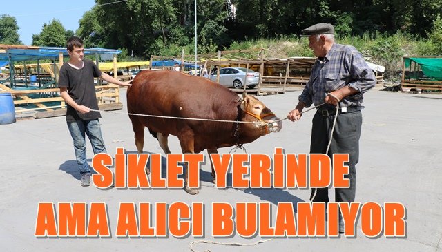 1 tonluk tosun´a alıcı çıkmadı