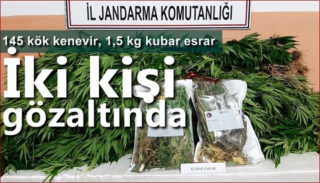 145 kök kenevir ve 1,5 kg kubar esrar ile yakalandılar...