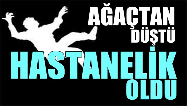 Ağaçtan düştü, hastanelik oldu…