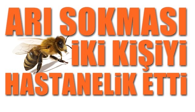 ARI SOKTU… HASTANELİK OLDULAR