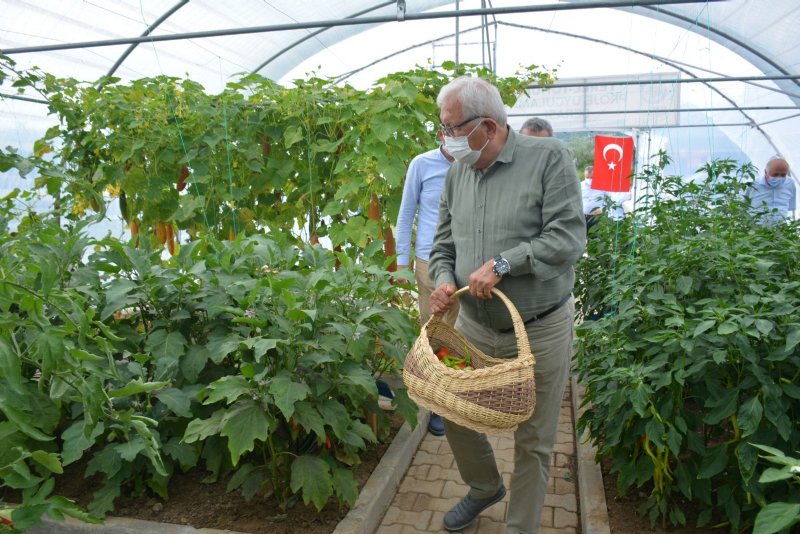 Ata tohumu´nda ilk ürünler... HASAT ZAMANI - 6