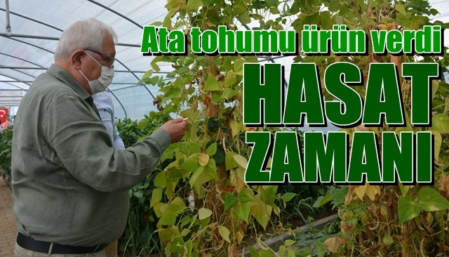 Ata tohumu´nda ilk ürünler... HASAT ZAMANI