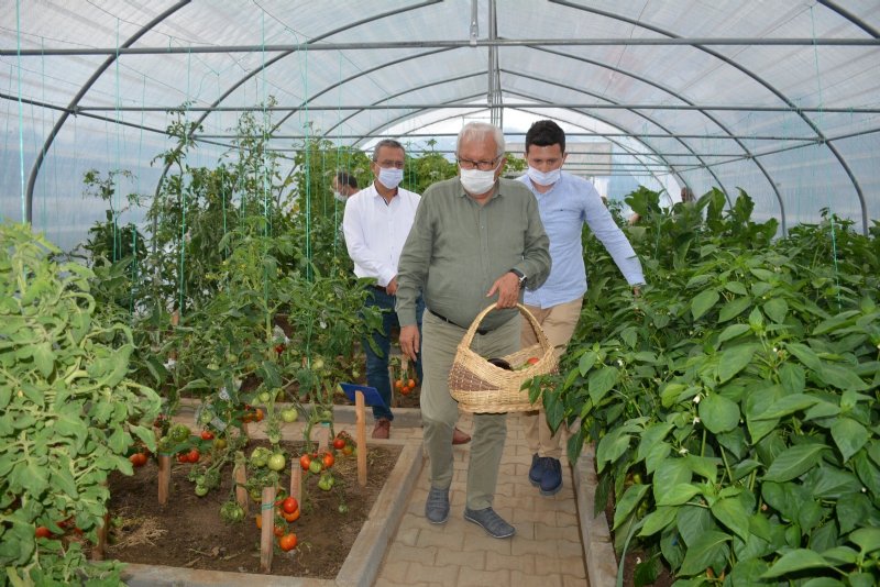 Ata tohumu´nda ilk ürünler... HASAT ZAMANI - 9