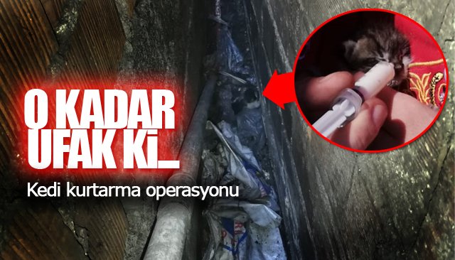 KEDİ KURTARMA OPERASYONU