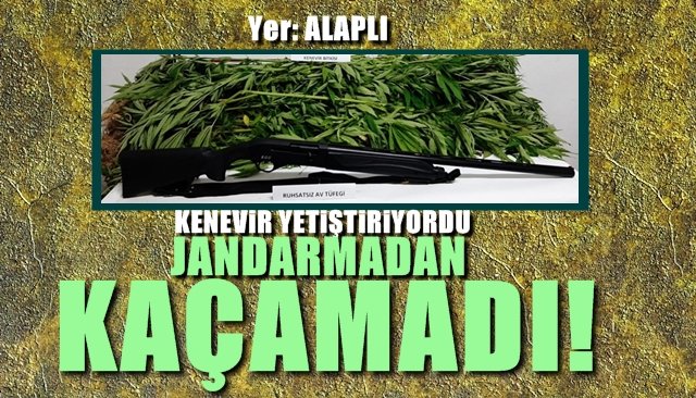 Kenevir yetiştiriyordu, Jandarmadan kaçamadı