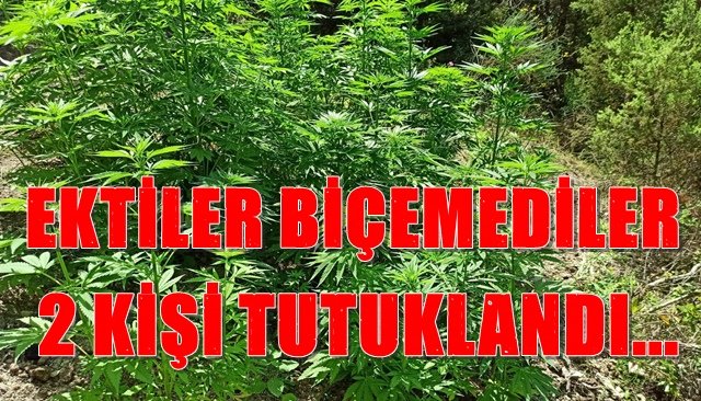  Tarlada Hint keneviri yetiştiren 2 kişi tutuklandı