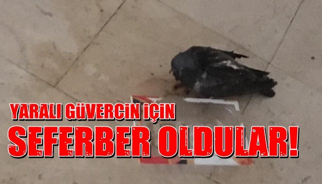 Yaralı güvercin için seferber oldular