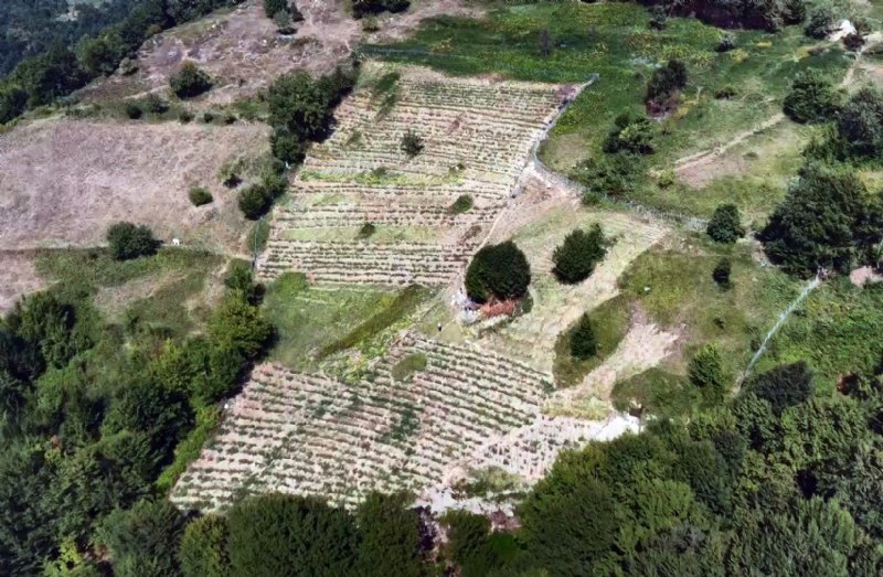 Burda olmaz denilen yerden, 20 ton ürün aldı - 5