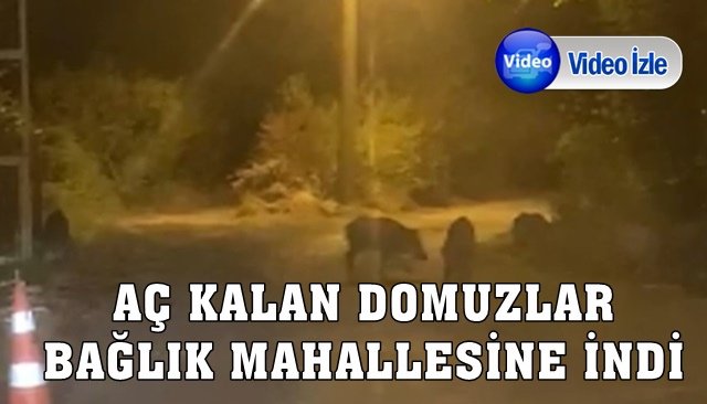 Aç kalan domuzlar Bağlık mahallesinde görüntülendi