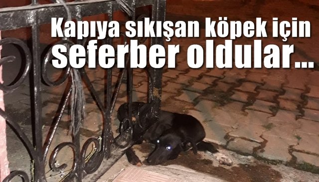 Kapıya sıkışan köpek için seferber oldular