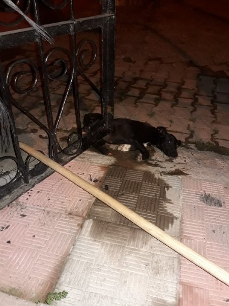 Kapıya sıkışan köpek için seferber oldular - 1