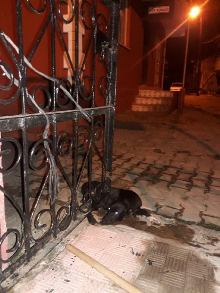 Kapıya sıkışan köpek için seferber oldular - 2